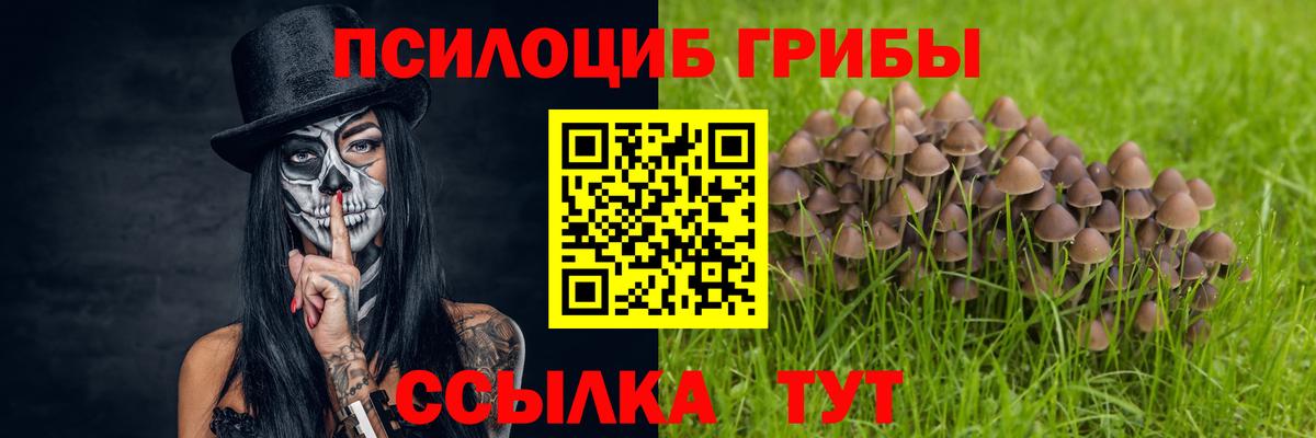Мыски  как найти закладки  Вход с VPN  Галлюциногенные грибы Psilocybine cubensis 